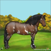 Horse Color:White Spotted Brown 