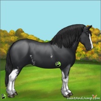 Horse Color:White Spotted Black Sabino 