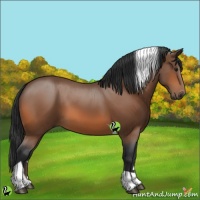Horse Color:Bay Tobiano 