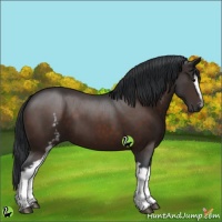 Horse Color:White Spotted Brown 