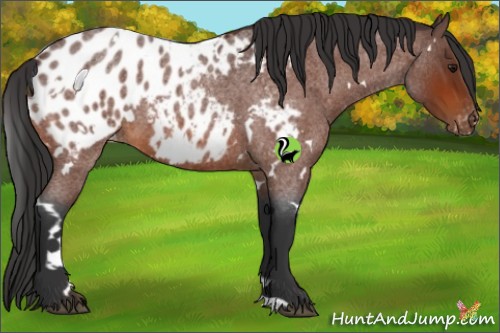 Horse Color:White Spotted Brown Roan Appaloosa 