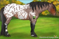 Horse Color:White Spotted Brown Roan Appaloosa 