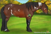 Horse Color:White Spotted Brown 