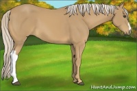 Horse Color:Palomino