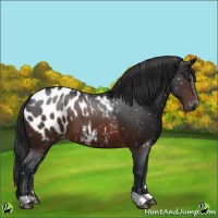 Horse Color:Brown Appaloosa 