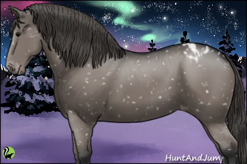 Horse Color:Grullo Appaloosa