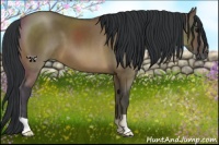 Horse Color:Brown Dun 