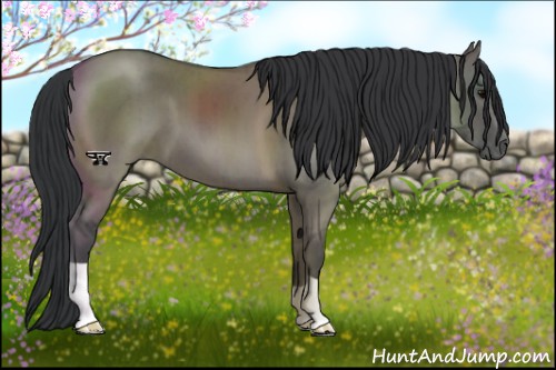 Horse Color:Grullo Brindle 