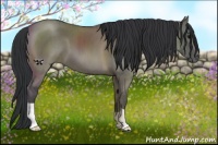 Horse Color:Grullo Brindle
