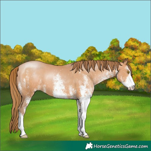 Horse Color:White Spotted Bay Pearl 