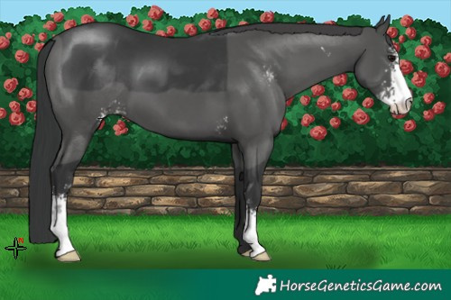 Horse Color:Black Sabino
