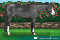 Horse Color:Black Sabino