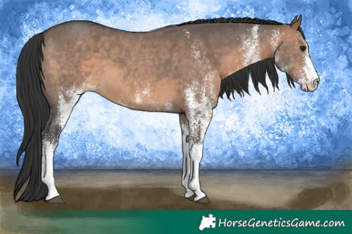 Horse Color:White Spotted Brown Dun