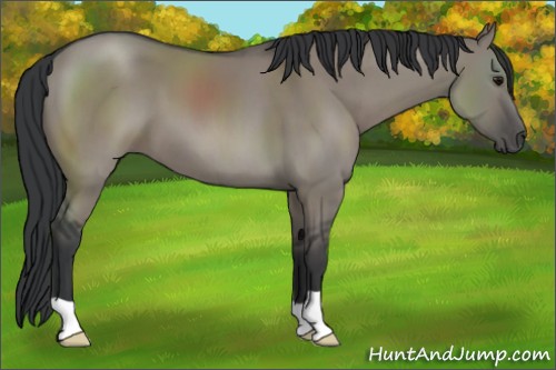 Horse Color:Grullo 