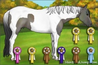 Horse Color:Grullo Tobiano