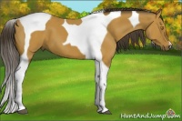 Horse Color:Buckskin Tobiano 