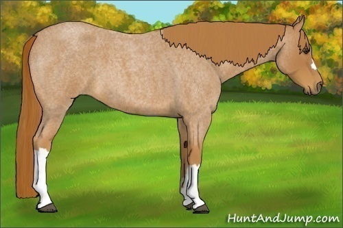Horse Color:Red Roan 