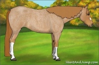 Horse Color:Red Roan 