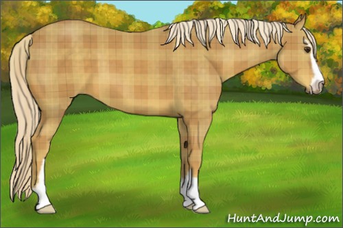 Horse Color:Plaid  Palomino Sabino 