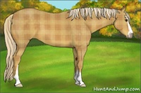 Horse Color:Plaid  Palomino Sabino 