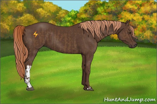 Horse Color:Liver Chestnut  and Liver Chestnut 
