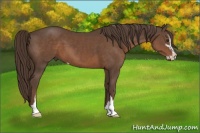 Horse Color:Liver Chestnut Sabino