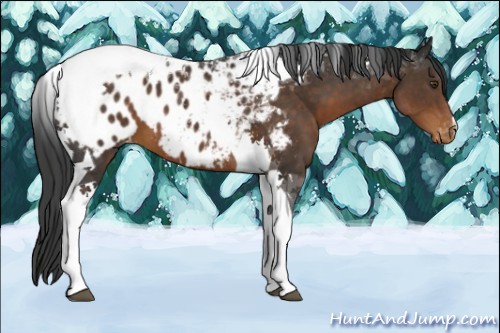 Horse Color:Liver Chestnut Tobiano Blanket 