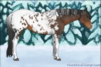 Horse Color:Liver Chestnut Tobiano Appaloosa 
