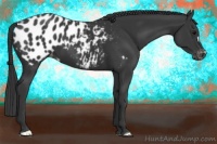 Horse Color:Black Appaloosa