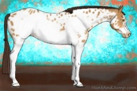 Horse Color:White Spotted Amber Champagne Frame Appaloosa