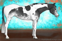 Horse Color:White Spotted Black Tobiano Varnish 