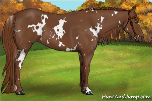 Horse Color:White Spotted Chestnut