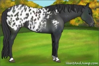 Horse Color:Black Near Leopard 