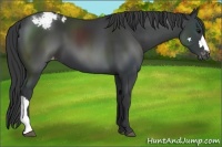 Horse Color:Black Appaloosa 