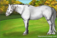 Horse Color:White Spotted Grullo