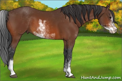 Horse Color:Bay Sabino 