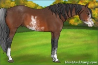 Horse Color:Bay Sabino 