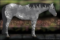 Horse Color:Blue Ice Roan 