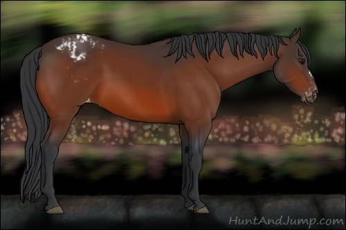 Horse Color:Brown Blanket