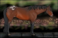Horse Color:Brown Appaloosa 