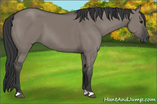 Horse Color:Grullo 