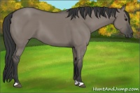 Horse Color:Grullo 
