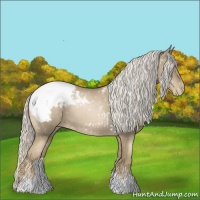 Horse Color:Chocolate Palomino Pearl Appaloosa 