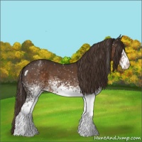 Horse Color:White Spotted Liver Chestnut Appaloosa