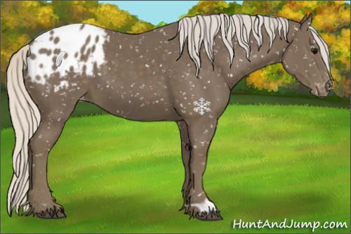Horse Color:Silver Smoky Black Appaloosa 