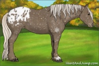 Horse Color:Silver Smoky Black Appaloosa