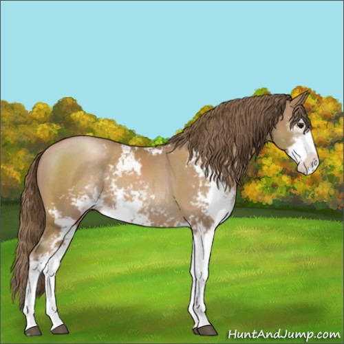 Horse Color:Black Pearl Sabino 