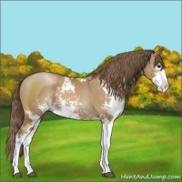 Horse Color:Black Pearl Sabino 