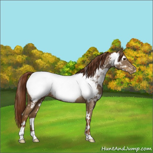Horse Color:White Spotted Chestnut Snowcap Rabicano 