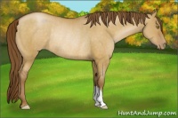 Horse Color:Brown Pearl Dun Rabicano